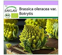 SAFLAX - BIO - Chou - Romanesco - 50 graines - Brassica oleracea