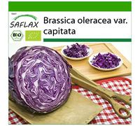 SAFLAX - BIO - Chou rouge Red - Drumhead - 250 graines - Avec substrat - Brassica