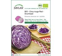 SAFLAX - BIO - Chou rouge Red - Drumhead - 250 graines - Brassica