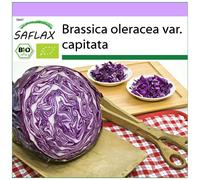 SAFLAX - BIO - Chou rouge Red - Drumhead - 250 graines - Brassica oleracea