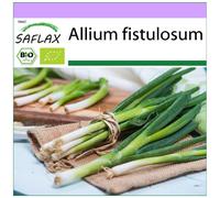 SAFLAX - BIO - Ciboule - Ishikura - 150 graines - Allium