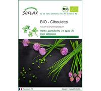 SAFLAX - BIO - Ciboulette - 250 graines - Allium