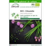 SAFLAX - BIO - Ciboulette - 250 graines - Avec substrat - Allium