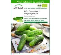 SAFLAX - BIO - Concombre - Vorgebirgstraube - 15 graines - Avec substrat - Cucumis