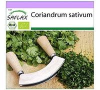 SAFLAX - BIO - Coriandre - 150 graines - Coriandrum sativum