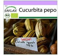 SAFLAX - BIO - Courge - Delicata - 6 graines - Cucurbita pepo