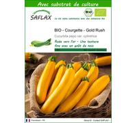 SAFLAX - BIO - Courgette - Gold Rush - 5 graines - Avec substrat - Cucurbita