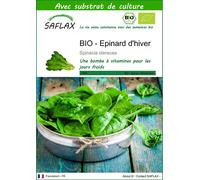 SAFLAX - BIO - Epinard d'hiver - 250 graines - Avec substrat - Spinacia