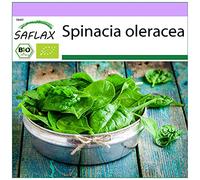 SAFLAX - BIO - Epinard d'hiver - 250 graines - Spinacia oleracea