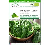 SAFLAX - BIO - Epinard - Matador - 300 graines - Avec substrat - Spinacia