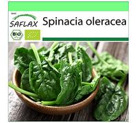 SAFLAX - BIO - Epinard - Matador - 300 graines - Spinacia oleracea