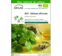 SAFLAX - BIO - Mélisse officinale - 1000 graines - Avec substrat - Melissa