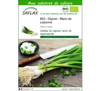 SAFLAX - BIO - Oignon - Blanc de Lisbonne - 150 graines - Avec substrat - Allium