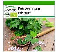 SAFLAX - BIO - Persil plat - 600 graines - Petroselinum crispum