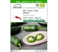SAFLAX - BIO - Piment - Early jalapeno - 20 graines - Avec substrat - Capsicum