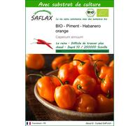 SAFLAX - BIO - Piment - Habanero orange - 20 graines - Avec substrat - Capsicum