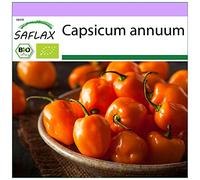SAFLAX - BIO - Piment - Habanero orange - 20 graines - Capsicum annuum