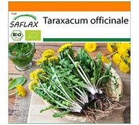 SAFLAX - BIO - Pissenlit - 400 graines - Taraxacum officinale