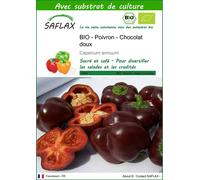 SAFLAX - BIO - Poivron - Chocolat doux - 10 graines - Avec substrat - Capsicum