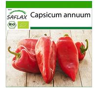 SAFLAX - BIO - Poivron - Red Marconi - 20 graines - Avec substrat de culture aseptique - Capsicum annuum