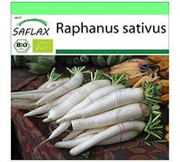 SAFLAX - BIO - Radis - Daïkon - 100 graines - Raphanus sativus