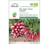 SAFLAX - BIO - Radis - French breakfast - 150 graines - Raphanus