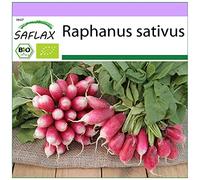 SAFLAX - BIO - Radis - French breakfast - 150 graines - Raphanus sativus