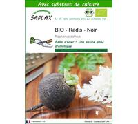 SAFLAX - BIO - Radis - Noir - 100 graines - Avec substrat - Raphanus
