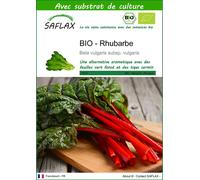 SAFLAX - BIO - Rhubarbe - 50 graines - Avec substrat - Beta