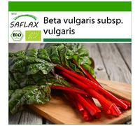 SAFLAX - BIO - Rhubarbe - 50 graines - Avec substrat - Beta