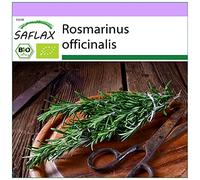 SAFLAX - BIO - Romarin - 40 graines - Rosmarinus officinalis