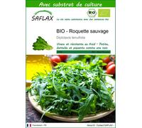 SAFLAX - BIO - Roquette sauvage - 1500 graines - Avec substrat - Diplotaxis