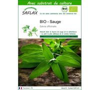 SAFLAX - BIO - Sauge - 60 graines - Avec substrat - Salvia