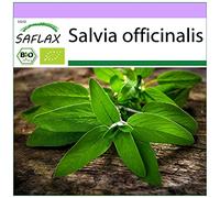 SAFLAX - BIO - Sauge - 60 graines - Salvia officinalis