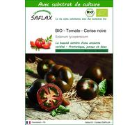 SAFLAX - BIO - Tomate - Cerise noire - 10 graines - Avec substrat - Solanum