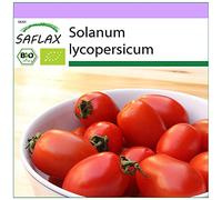 SAFLAX - BIO - Tomate - Prince Borghese - 10 graines - Solanum lycopersicum