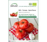 SAFLAX - BIO - Tomate - Saint-Pierre - 15 graines - Solanum