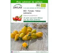 SAFLAX - BIO - Tomate - Yellow submarine - 10 graines - Avec substrat - Solanum