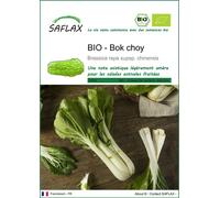 SAFLAX -- Bok choy - 300 graines - Brassica