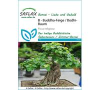 Saflax Bonsaï - Arbre de la Bodhi - 1 sachet