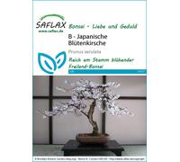 Saflax Bonsaï - Cerisier du Japon - 1 sachet