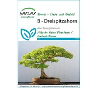 SAFLAX - Erable trident - 30 graines - Acer