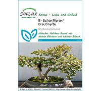 SAFLAX - Myrte commun - 30 graines - Myrtus