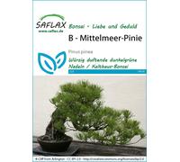 Saflax Bonsaï - Pin Parasol - 1 sachet