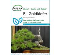 Saflax Bonsaï - Pin Ponderosa - 1 sachet
