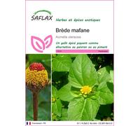 SAFLAX - Brède mafane - 500 graines - Acmella