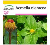 SAFLAX - Brède mafane - 500 graines - Acmella oleracea
