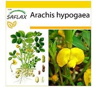 SAFLAX - Cacahuète - 8 graines - Arachis hypogaea