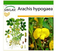 SAFLAX - Cacahuète - 8 graines - Avec substrat - Arachis hypogaea