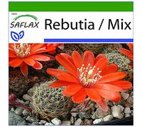 SAFLAX - Cactus nain argentin - 40 graines - Avec substrat - Rebutia/Mix
